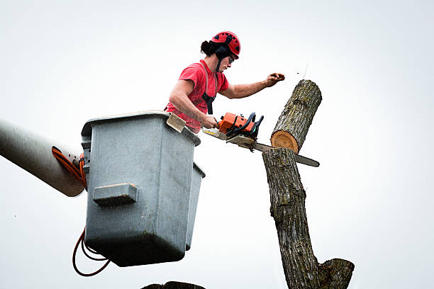 How Our Tree Care Process Works  in  Blue Ash, OH