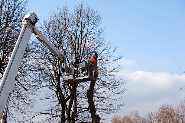 Trusted Blue Ash, OH Tree Care Experts